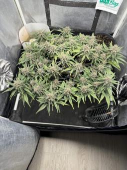 Tropicana Cookies Auto - картинка 8
