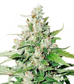 Auto Cinderella Jack - картинка 1