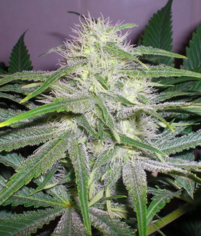 The Church - картинка 2