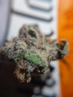 Lemon O.G. - картинка 5