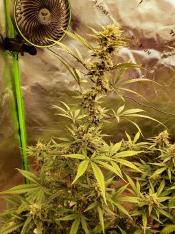 Total Cheese Auto (aka Super Cheese Auto) - картинка 3