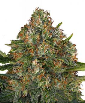 G13 Haze - картинка 6