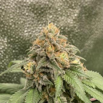 Sweet Madness - картинка 3