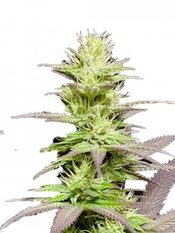 Black Lebanon - картинка 1