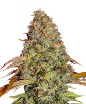 Zkittlez OG Auto - картинка 1