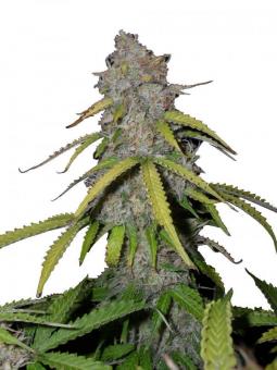 O.G Kush Auto - картинка 1