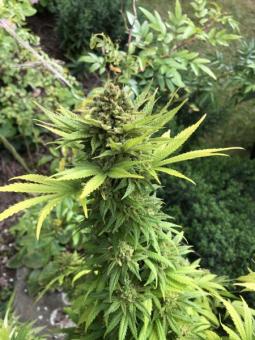 Atomical Haze - картинка 5