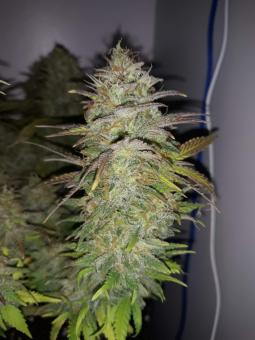 S.A.D. Sweet Afgani Delicious S1 - картинка 5