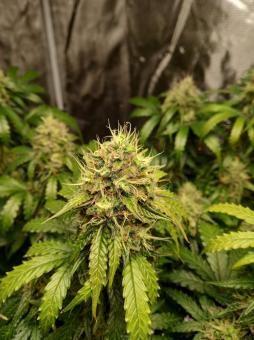 Auto Nefertiti - картинка 5