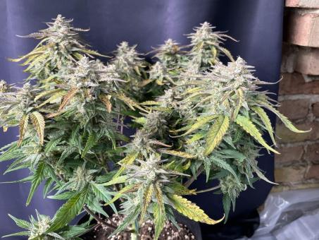 Sweet Madness Auto - картинка 1