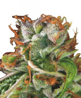 Double Og Haze - картинка 1