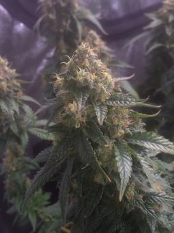 Anesthesia - картинка 5