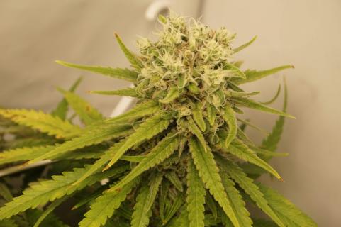 Super Bud - картинка 4