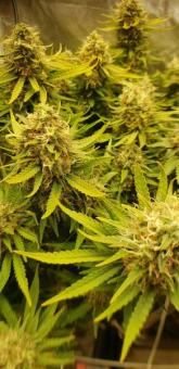 Jock Horror Auto - картинка 1