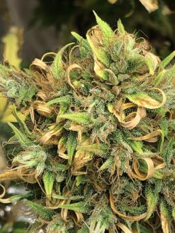 Neville's Haze - картинка 6