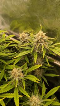 Auto Gelato - картинка 2