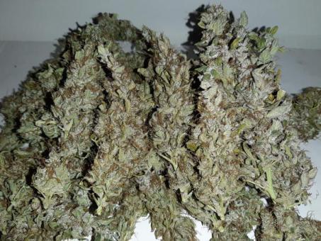 Critical Kush - картинка 5