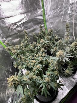 GH Cheese - картинка 3