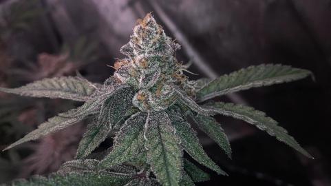 Auto Purple - картинка 2