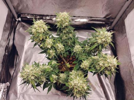 Auto Kong 4 Auto - картинка 4