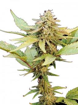 Tangerine Sorbet - картинка 1