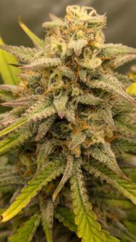 Auto Gelato - картинка 1