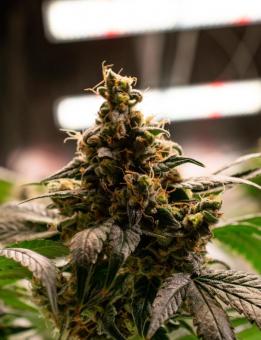 Delicius Candy Early Version - картинка 2