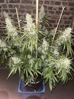 Super Lemon Haze x Pink Cande - картинка 4