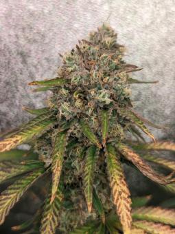 Ztrawberry - картинка 3