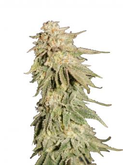 Gorilla - картинка 2