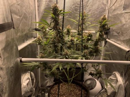 Wedding Glue Auto - картинка 10