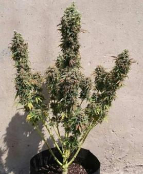 AK-47 - картинка 2