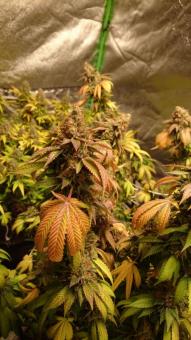 Space Cookies - картинка 2