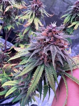 Fastberry Auto - картинка 1