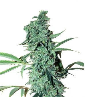 Niagara Auto - картинка 6