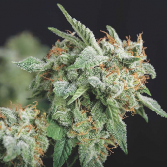 Northern Lights x Runtz - картинка 1