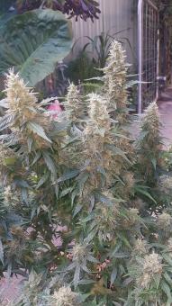 Alpujarreña - картинка 4