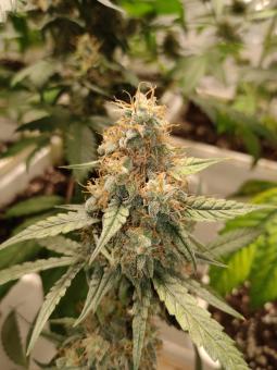 Guava x Gelato 41 Auto - картинка 2