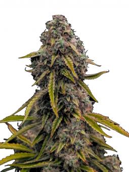 Top-44 Auto - картинка 3