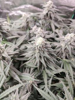 Auto Cinderella Jack - картинка 2