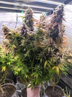 Critical Orange Punch - картинка 7