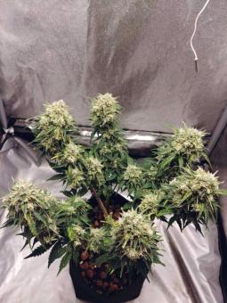 Auto Kong 4 Auto - картинка 6