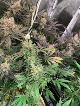 Sour Diesel - картинка 5