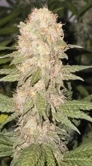 Purple Mints - картинка 2