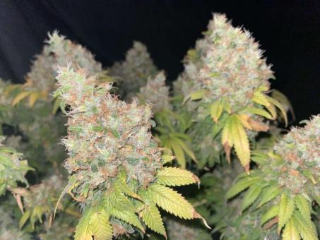 Motavation reg - картинка 5