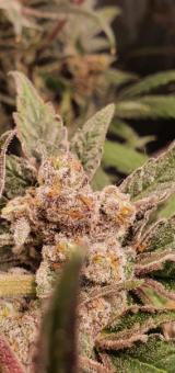 Wonder Pie - картинка 4