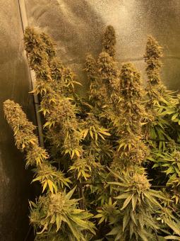 American Pie - картинка 4