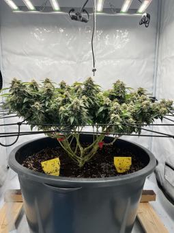 Lemon Skunk - картинка 3