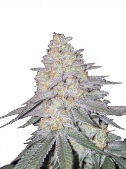 La Bella Afrodita Auto - картинка 1