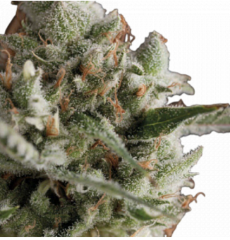 Dulce Locura / Sweet Madness - картинка 1